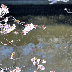 桜/フォロー大歓迎/わたしのごはん/猫/にゃんこ同好会/おでかけ/... 目黒川の桜を見に行ってきました。初めて見…(3枚目)