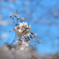 桜/フォロー大歓迎/わたしのごはん/猫/にゃんこ同好会/おでかけ/... 目黒川の桜を見に行ってきました。初めて見…(5枚目)