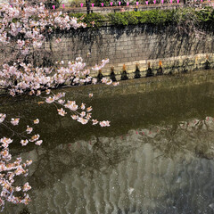 桜/フォロー大歓迎/わたしのごはん/猫/にゃんこ同好会/おでかけ/... 目黒川の桜を見に行ってきました。初めて見…(2枚目)