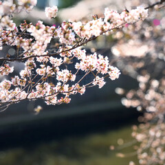 桜/フォロー大歓迎/わたしのごはん/猫/にゃんこ同好会/おでかけ/... 目黒川の桜を見に行ってきました。初めて見…(4枚目)