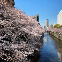 桜/フォロー大歓迎/わたしのごはん/猫/にゃんこ同好会/おでかけ/... 目黒川の桜を見に行ってきました。初めて見…(7枚目)