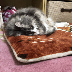 adorablecat/cutecat/norwegianforestcat/ペット/猫/にゃんこ同好会 長座布団でぐっすり寝ているさくらさんです。(1枚目)