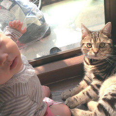 ペット/猫 １ヶ月早く生まれた猫のお兄ちゃんと仲良し…(1枚目)