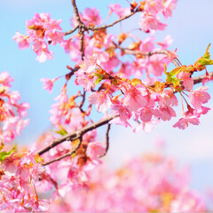 桜/河津桜/春の一枚/フォロー大歓迎/おでかけ/風景/... 河津桜と青空🌸✨

ほとんどのところがま…(2枚目)