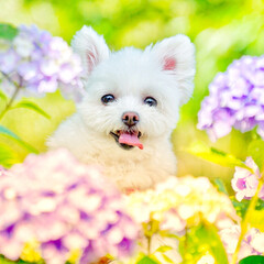 ポメマル/しふぉん/犬/ペット/ミックス犬/うちの子ベストショット/... 公園にお散歩に行ったら
盛り盛りの紫陽花…(1枚目)