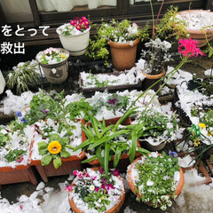 冬の花は大丈夫だよね/雪に負けないでねお花たち/年に1.2回の積雪/ひとり雪遊び/雪だるま 朝からひとり雪遊び🤣

予報通り、名古屋…(6枚目)
