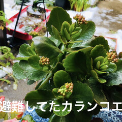 冬の花は大丈夫だよね/雪に負けないでねお花たち/年に1.2回の積雪/ひとり雪遊び/雪だるま 朝からひとり雪遊び🤣

予報通り、名古屋…(7枚目)