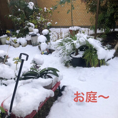 冬の花は大丈夫だよね/雪に負けないでねお花たち/年に1.2回の積雪/ひとり雪遊び/雪だるま 朝からひとり雪遊び🤣

予報通り、名古屋…(4枚目)