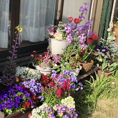 ハッピードール/エーマリー/デイサービス/ガーデニング/花のある暮らし/ガーデン雑貨/... 💜紫色が大好きなおばあちゃまと、あれこれ…(3枚目)