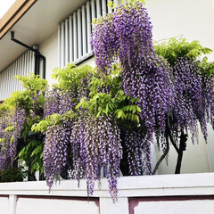 ウォーキング/ウォーキング途中/ジョギング/ジョギングコース/役目を終えた桜の木/すっかり葉桜/... もう ふじの花が咲いてましたぁ💕
今日…