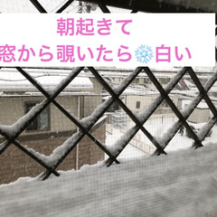 冬の花は大丈夫だよね/雪に負けないでねお花たち/年に1.2回の積雪/ひとり雪遊び/雪だるま 朝からひとり雪遊び🤣

予報通り、名古屋…(3枚目)