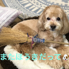 ハンドメイド/手作り/ハンドメイド作品/LIMIA手作りし隊/第6回わたしのハンドメイド/今年も作るよ〜コキアのほうき/... シーズン前に、昨年のコキアでほうきを作り…