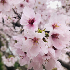 桜の花見/桜/デイサービスの花見/デイサービス利用者の両親/デイサービス 昨日は職場のデイサービスの皆さんと、曇り…