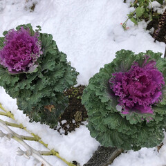 冬の花は大丈夫だよね/雪に負けないでねお花たち/年に1.2回の積雪/ひとり雪遊び/雪だるま 朝からひとり雪遊び🤣

予報通り、名古屋…(8枚目)