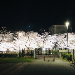 夜桜ライトアップ/春の私の一大イベント/毎年の楽しみ/待ってました〜/桜の花見/山崎川/... 3年ぶりの待ちに待った🌸ライトアップ🌸
…(3枚目)