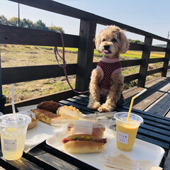 犬OK/犬OKの飲食店/愛犬と暮らす/パン屋/パンと庭 名古屋市郊外のお庭のあるパン屋さんへ空ち…(1枚目)