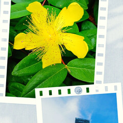 ヒペリカム・カリシナム（西洋キンシバイ）/＃＃高層ビルと花と 「ハルカス」のビルと、花❕❕


黄色い…(1枚目)