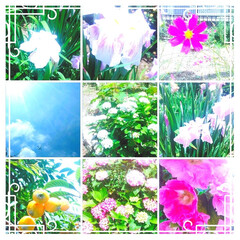 花に囲まれたい/花の写真を撮るのが好き/花のパワー/枇杷の果実/空を飛ぶ飛行機/花/... 🌴🌺⛲🌿🎠💯みなさま連投してます

先ほ…(1枚目)