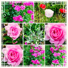 dianthus/cocolicot/Rose/公園/情熱の花々/ひなげし/... 💒⛲🎠🌸💓こんにちは


薔薇と撫子等を…(1枚目)