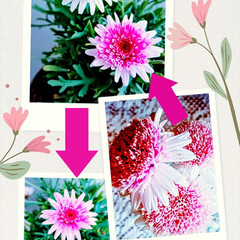 ダイソー/花びらの色/濃いピンクへ/置き肥/シェリーフレア/ガーデニング/... マーガレットの花びらの🌺色が、だんだん、…(1枚目)
