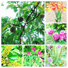 蝶/花見/鳥/散策ウォーキング/花好き/緑がキレイ 🌴🎆🌵🎶🎠🌸☺🌇🌌

みなさまこんばんは…(1枚目)