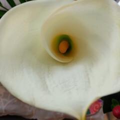 fleur blanc/les fleurs coloré.../花瓶/春花/切り花長持ち液/花びら/... 💒⛪🏩☀🌈🌺🌷🌹おはようございます

カ…(1枚目)