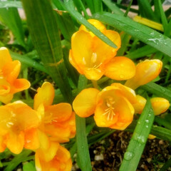雨上がり/花 雨あがりの、庭で〜撮影したお花🌺(1枚目)