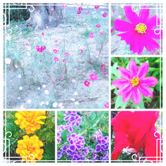 緑地帯/花畑/Photo/Collage/fleurs/petit jardin/... いつものお花畑です(⁠ ͡⁠°⁠ᴥ⁠ ͡…(1枚目)