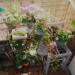 癒し空間/グリーンのある暮らし/ベランダガーデン/ガーデニング/花のある暮らし/ガーデン雑貨/... 🍀my veranda garden🍀
…(1枚目)