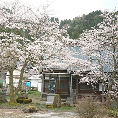 いろんな種類の桜/高善寺に隣接/小次郎公園/桜/おでかけワンショット 佐々木小次郎の生家といわれる高善寺に隣接…(1枚目)