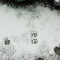 ＃猫/＃足跡/＃冬の一枚/＃思い出/＃フォロー大歓迎/＃雪/... 始めての雪に遭遇した我が子の最初の小さな…(1枚目)