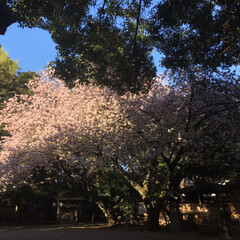 神社/桜/春のフォト投稿キャンペーン 🌸と⛩(2枚目)