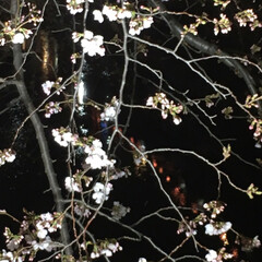 夜桜/桜/春の一枚 桜が咲いてきました🌸(6枚目)