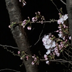 夜桜/桜/春の一枚 桜が咲いてきました🌸(4枚目)