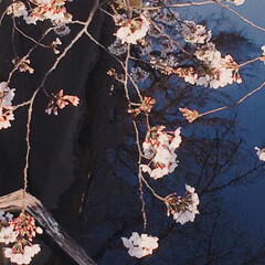 夜桜/桜/春の一枚 桜が咲いてきました🌸(1枚目)