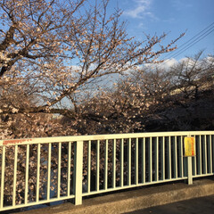 夜桜/桜/春の一枚 桜が咲いてきました🌸(2枚目)