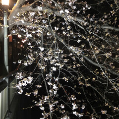 夜桜/桜/春の一枚 桜が咲いてきました🌸(7枚目)