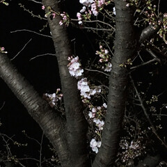 夜桜/桜/春の一枚 桜が咲いてきました🌸(5枚目)
