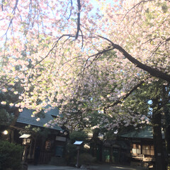 神社/桜/春のフォト投稿キャンペーン 🌸と⛩(1枚目)