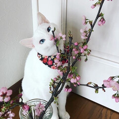 桜/猫/白猫/桜と猫/ペット/にゃんこ同好会/... 桜とにゃんこ(=^ェ^=)(1枚目)