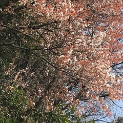 春の一枚 山桜が咲き始めました😘
花桃は、満開です🥰(1枚目)