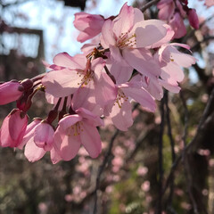 春の一枚 しだれ桜が咲き始めました🥰
相変わらず天…(1枚目)