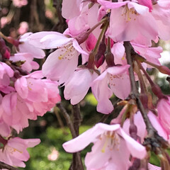春の一枚 しだれ桜が咲き始めました🥰
相変わらず天…(2枚目)