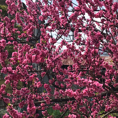 春の一枚 山桜が咲き始めました😘
花桃は、満開です🥰(2枚目)
