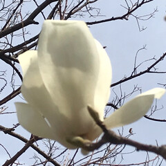 小さい春 青空に白い花大きな花が枯れれ枝の先端にポ…(1枚目)