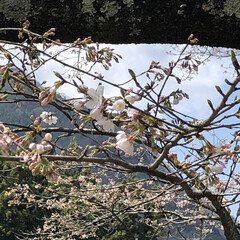 菜の花/桜/春/ドライブ/旅行/お花見 旦那さんと二人で急遽、宿を取ってお花見🌸…(2枚目)