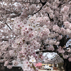 朝時間/桜/春/旅行/御寺巡り/お花見 ホテルのご近所の遠妙寺の桜🌸は重たそうな…(1枚目)