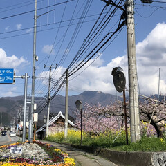 菜の花/桜/春/ドライブ/旅行/お花見 旦那さんと二人で急遽、宿を取ってお花見🌸…(5枚目)
