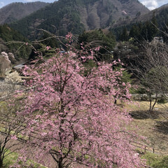 菜の花/桜/春/ドライブ/旅行/お花見 旦那さんと二人で急遽、宿を取ってお花見🌸…(3枚目)