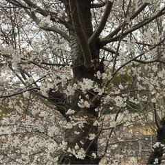 春うらら/桜/桜 お花見 職場の桜🌸
満開とまではいきませんが🌸🌸…(3枚目)